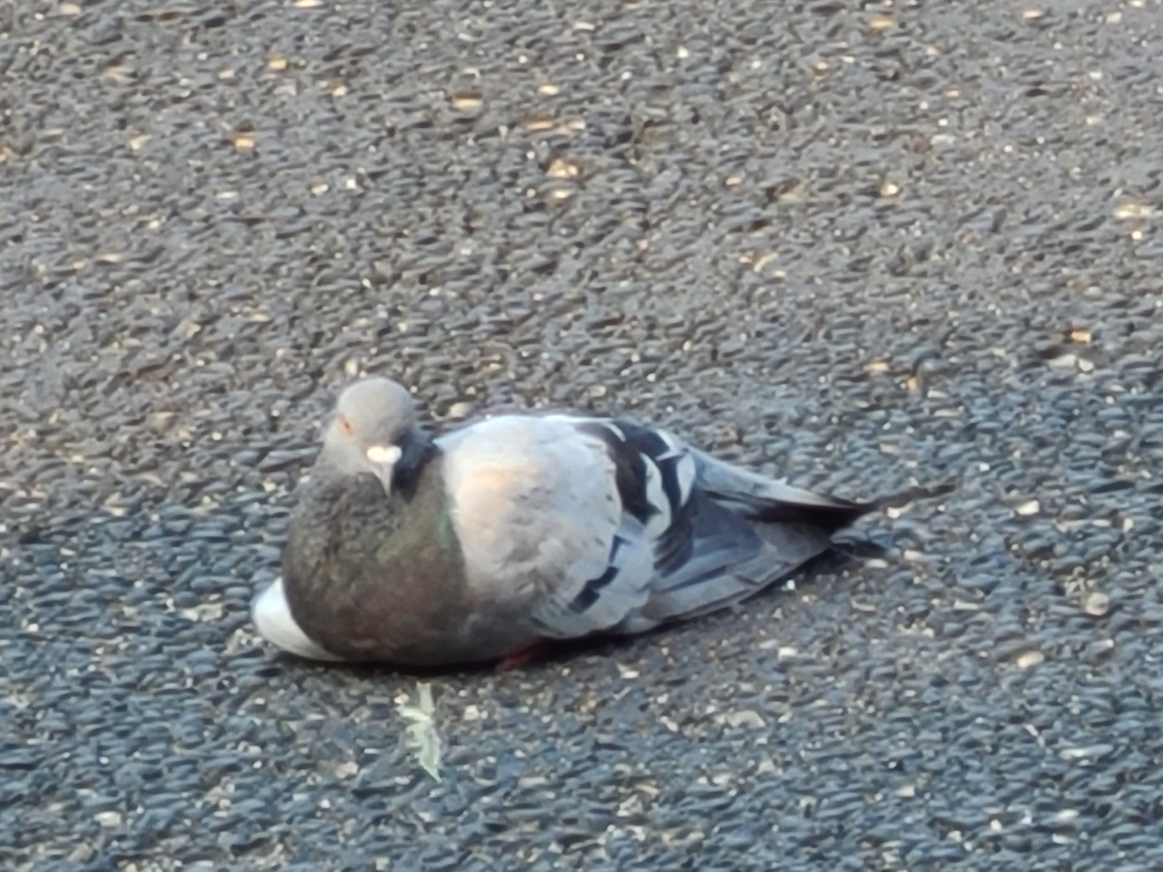 비둘기가 원래 저리 앉음? - 프린세스 커넥트 Re:Dive 채널