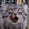 [SE] Shortstack Cat Manul Follower Mode - Arca Followers RSS Feed ...