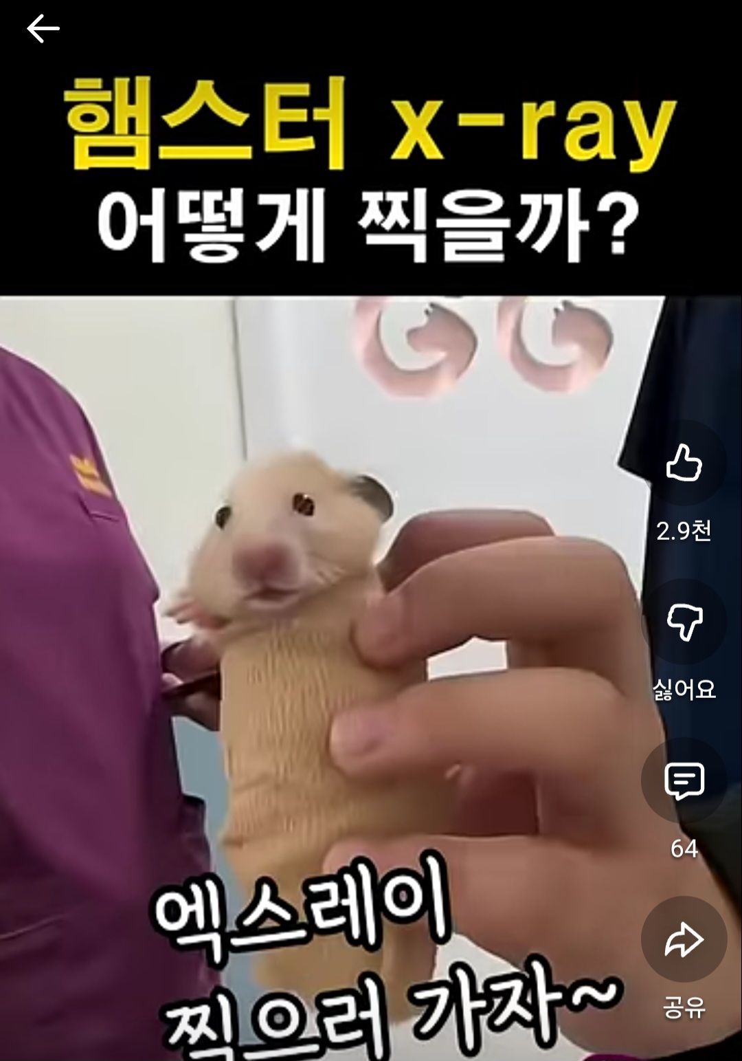 충격) 햄스터 엑스레이 찍는법....jpg - 카운터사이드 채널